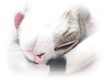 眠りに落ちる瞬間