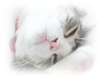 猫・ねこ・ネコ～！(=^・^=)