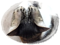 猫・ねこ・ネコ～！(=^・^=) 2012/11/18 11:21:20