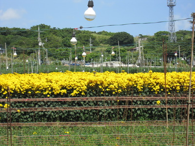 電照菊も 沖縄にきちゃった