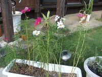コスモス 2011/10/09 16:43:49