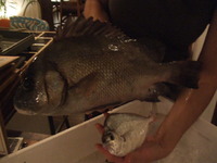シバチャーシュー 2011/07/28 23:30:34