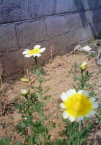 4月15日の記事 2011/04/15 15:25:57