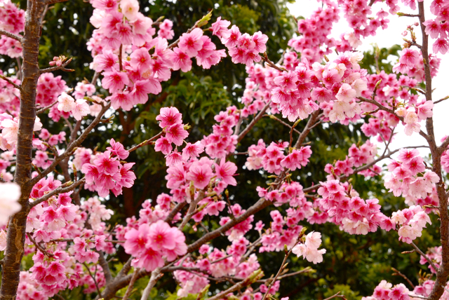 桜
