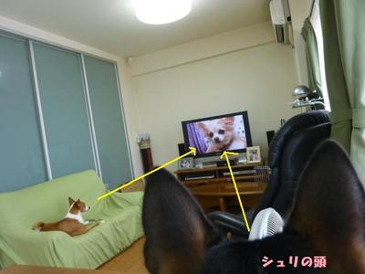 タイリッジバックドッグに挑む！？（＾＾）