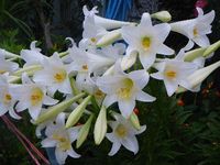 私の家に、満開の花