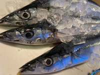 秋刀魚　入荷しました 2024/08/29 17:30:23