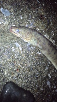 やっぱり！ 2014/07/15 22:01:00