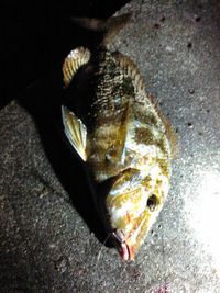 じ、じ、事件です!! 2015/06/04 20:45:12