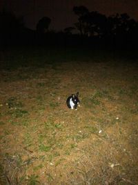畑に珍客が…!! 2016/01/20 19:55:03