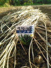 畑は今!!! 2016/07/12 12:19:06