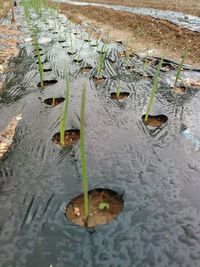 やな、台風やぁ～! 2016/10/03 12:11:50