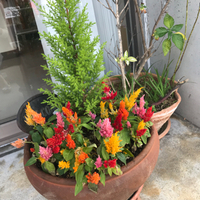 お花 2017/12/28 14:24:00