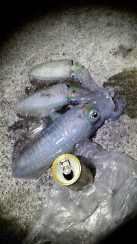 昨夜のｴｷﾞﾝｸﾞ釣果！！