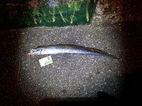 久々にup  太刀魚釣果！！