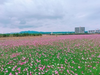 一面に広がるコスモス畑〜 2018/01/30 06:03:31