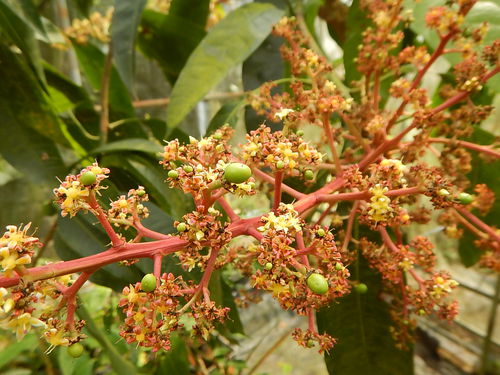 花を見て植物名を当てるクイズで種をもらおう！