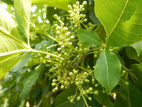 花を見て植物名を当てるクイズで種をもらおう！