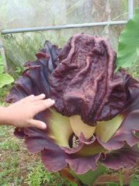 植物なんだけど、ゾウとカバってな～んだ？ 2013/05/26 20:29:02