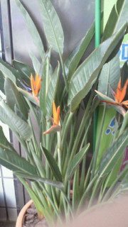 極楽鳥花3