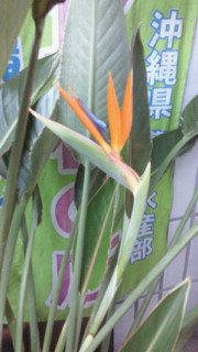 極楽鳥花2