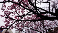 満開の桜！ 2016/02/23 17:51:21