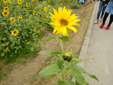 お花巡り＊ドライブ