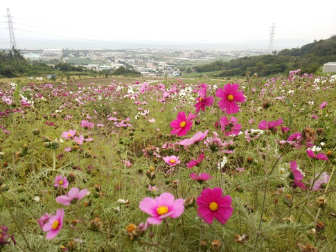 お花巡り＊ドライブ