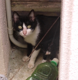 ●3匹の子猫♪