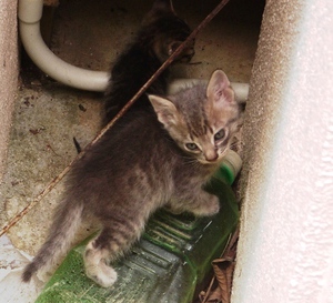 ●3匹の子猫♪