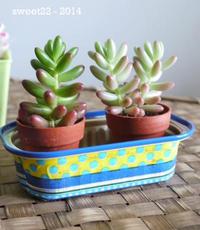 ★多肉植物の苗＊￥100ショップ・DAISO♪