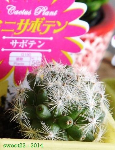 ★多肉植物の苗＊￥100ショップ・DAISO♪