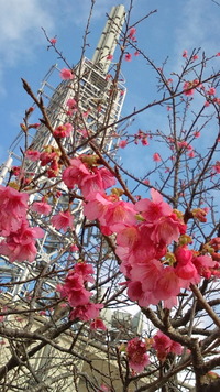 桜 2011/01/23 15:03:52