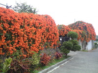 見事に～ 2011/03/02 12:54:35