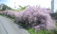 メイフラワー 2011/03/21 11:37:47