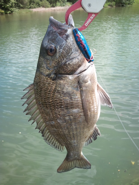 釣果報告