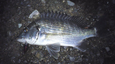 釣果報告