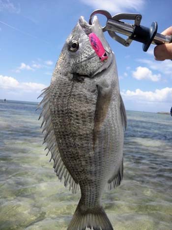 釣果報告