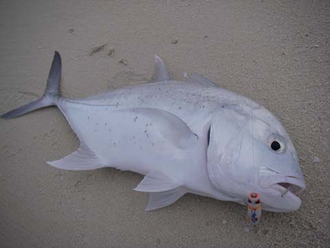 釣果報告