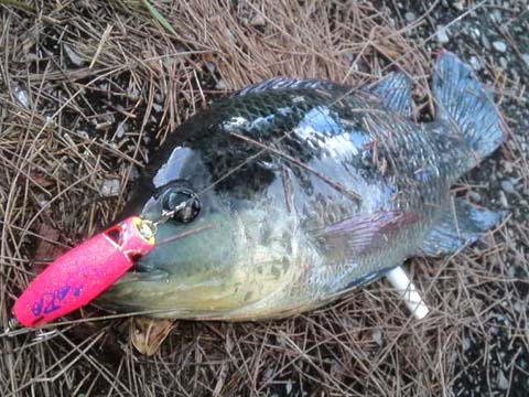 釣果報告