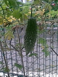 ある支援学級の花壇にて・・ 2009/06/25 19:03:16