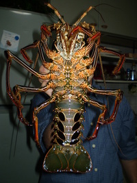エイリアン捕獲・・・ 2009/03/13 19:52:30