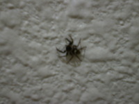 スパイダーマン 2009/06/20 20:47:34