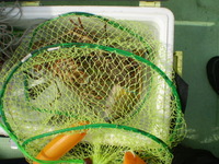 釣果報告・強風の中・・・釣り 2009/11/15 21:42:37