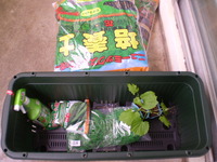 釣りの予定