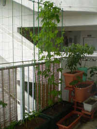 凄い生命力 2010/06/21 10:38:23