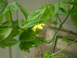 花が咲きました。