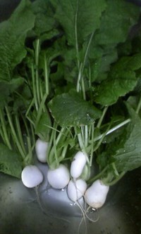 収穫 2011/01/08 16:38:52
