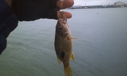 釣果報告