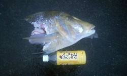 推定７５前後・・・